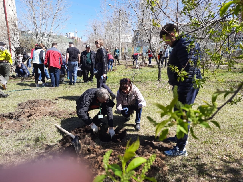 Читинцы высадили деревья в парке роддома по улице Шилова